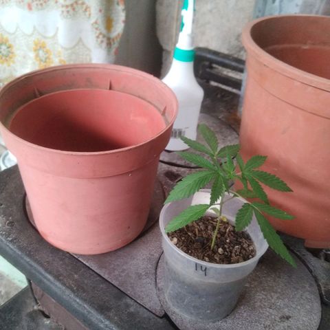 Natural growlog photo: Etapa de crecimiento 