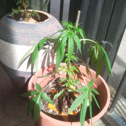 Natural growlog photo: Tiempo de crecimiento 