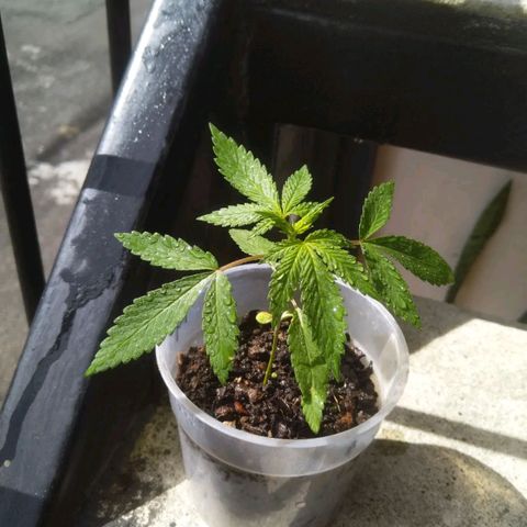 Natural growlog photo: Etapa de crecimiento 