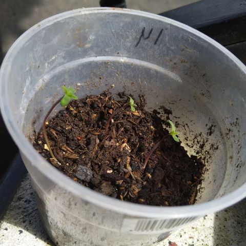 Natural growlog photo: Etapa de crecimiento 