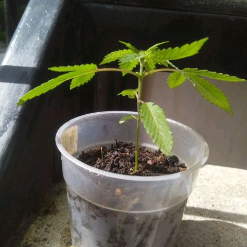 Natural growlog photo: Etapa de crecimiento 