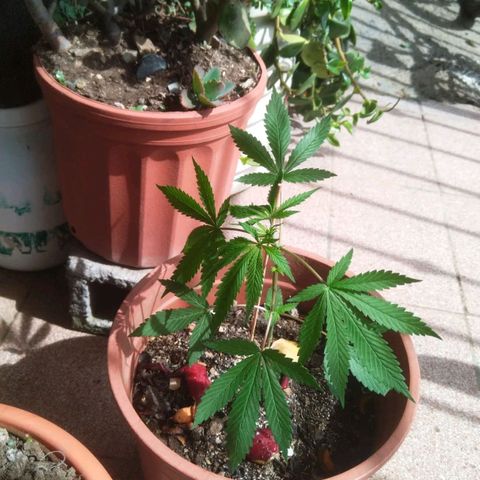 Natural growlog photo: Etapa de crecimiento 