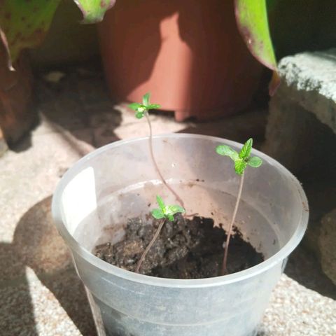 Natural growlog photo: Etapa de crecimiento 