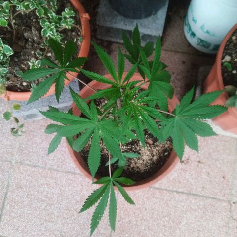 Natural growlog photo: Tiempo de crecimiento 