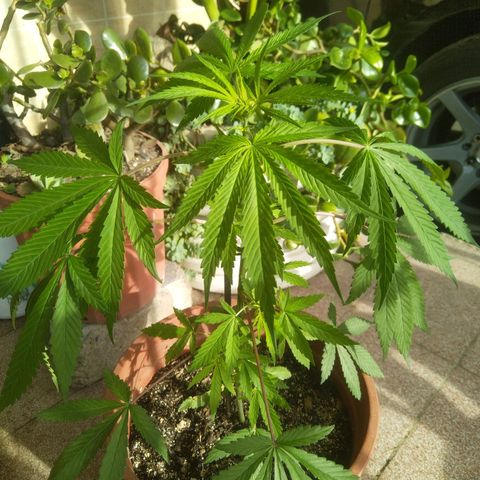 Natural growlog timeline photo