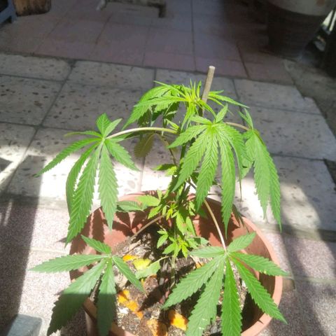 Natural growlog photo: Tiempo de crecimiento 