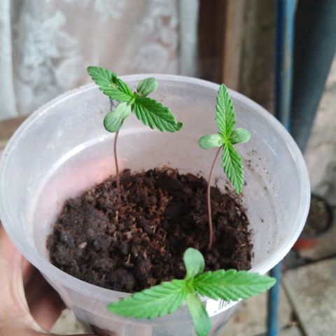 Natural growlog photo: Etapa de crecimiento 