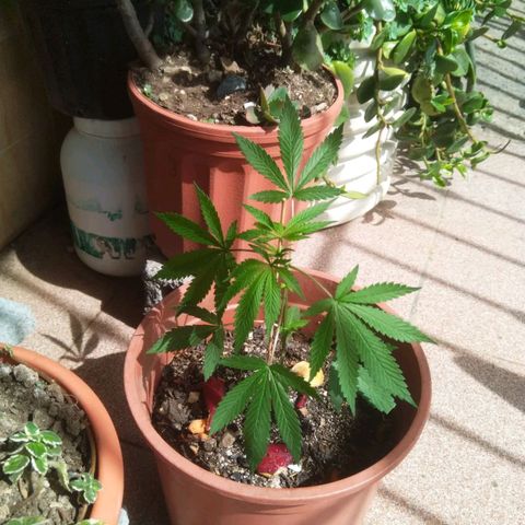 Natural growlog photo: Etapa de crecimiento 