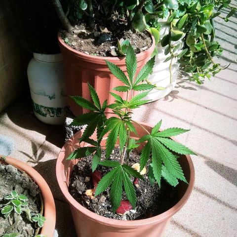 Natural growlog photo: Etapa de crecimiento 