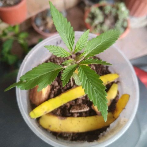 Natural growlog photo: Etapa de crecimiento 