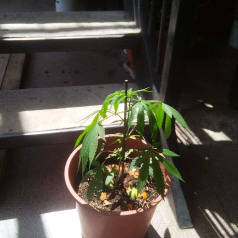 Natural growlog photo: Tiempo de crecimiento 