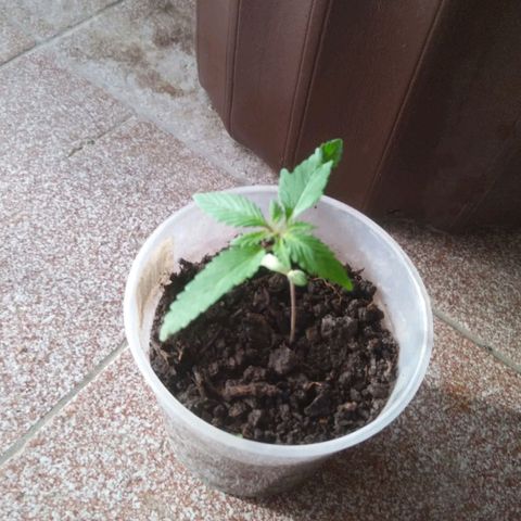 Natural growlog photo: Etapa de crecimiento 