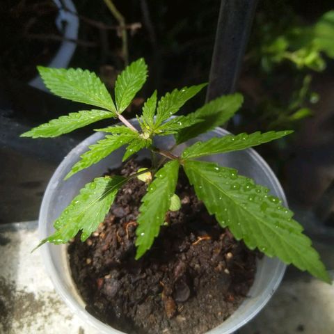 Natural growlog photo: Etapa de crecimiento 