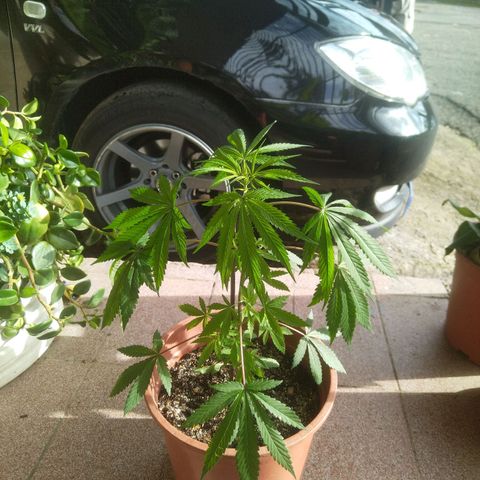 Natural growlog photo: Regado