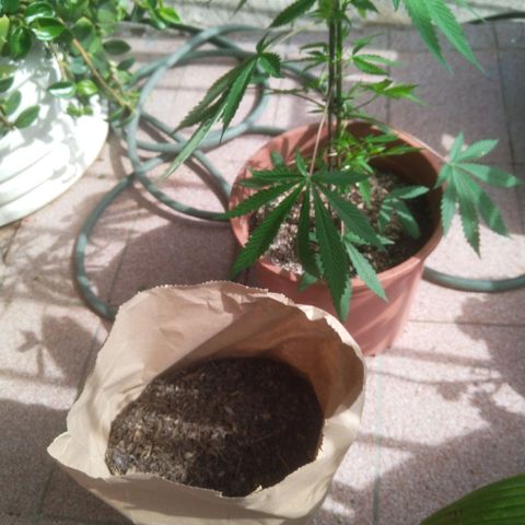 Natural growlog photo: Tierra orgánica 