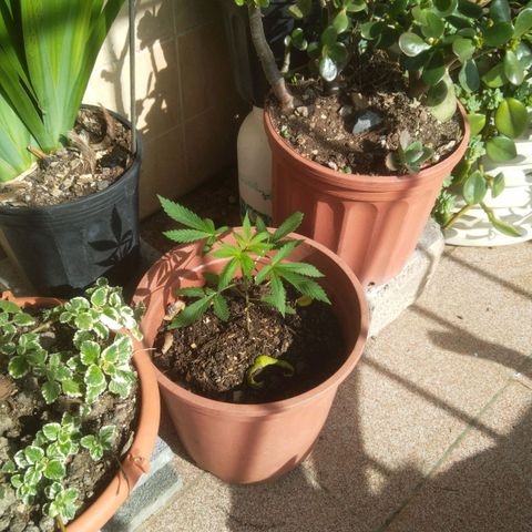 Natural growlog photo: Etapa de crecimiento 