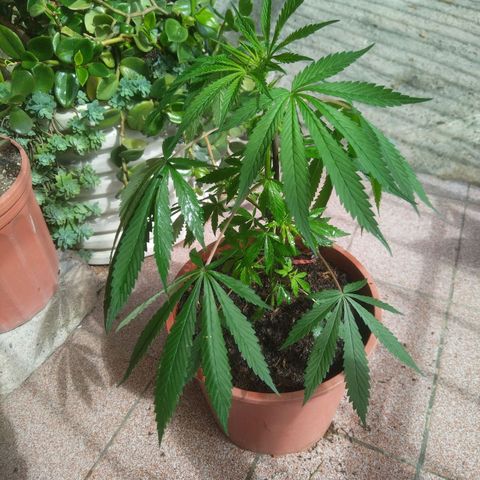 Natural growlog photo: Visita de hoy lista.. 