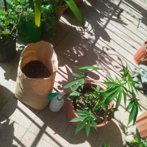 Natural growlog photo: Regado y poco de tierra orgánica para la plantita 