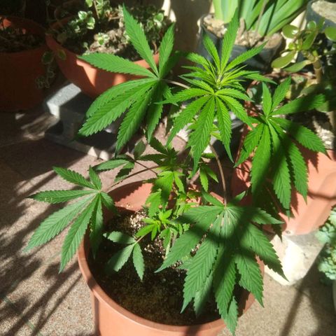 Natural growlog photo: Tiempo de crecimiento 