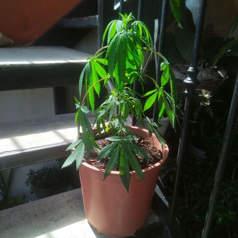 Natural growlog photo: Visita 1
