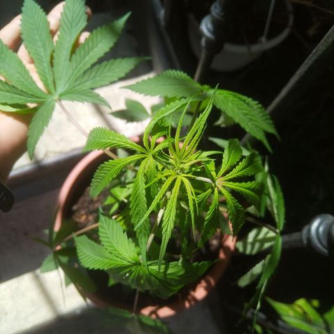 Natural growlog timeline photo