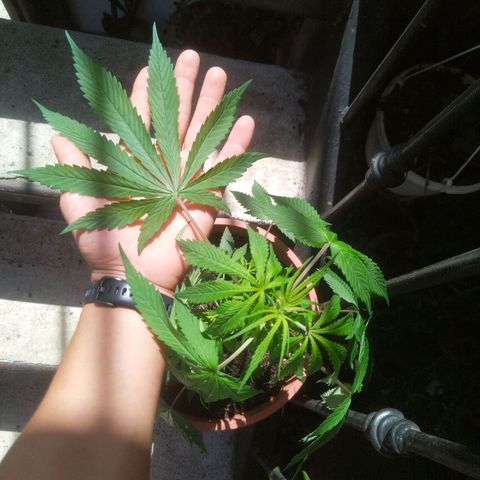 Natural growlog timeline photo