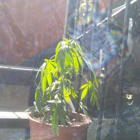 Natural growlog timeline photo