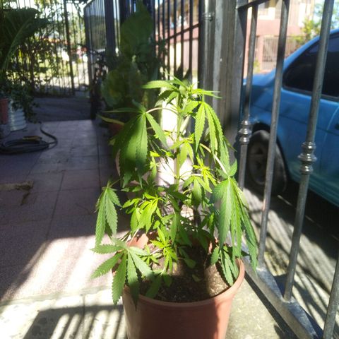 Natural growlog photo: Procesos de crecimiento y desarrollo 