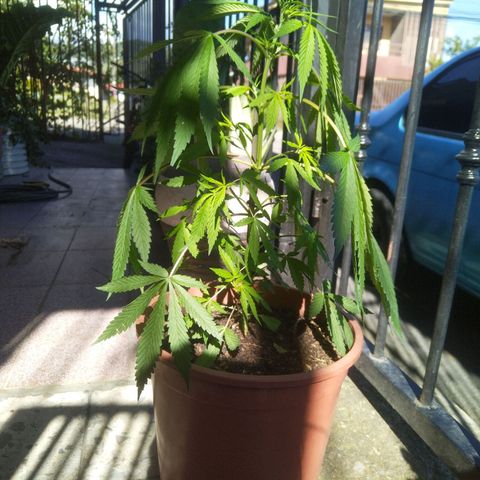 Natural growlog timeline photo
