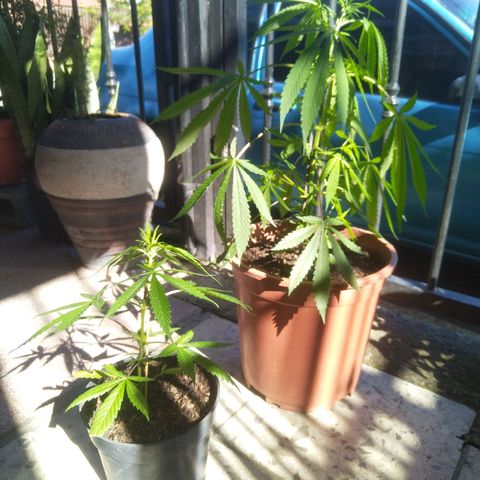 Natural growlog photo: Dos matitas 