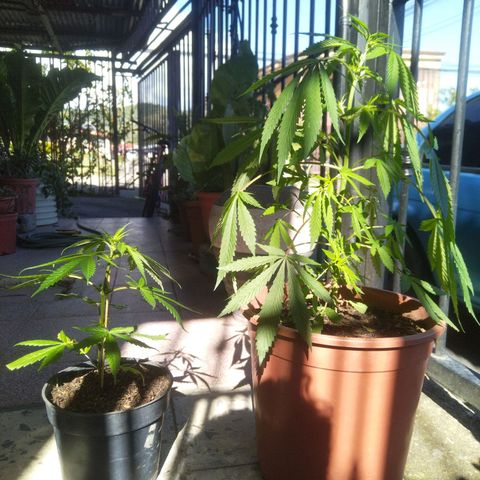 Natural growlog photo: Guapas 