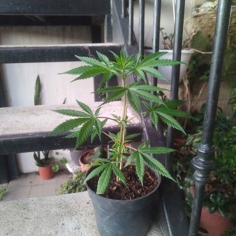 Natural growlog photo: Mata 2 