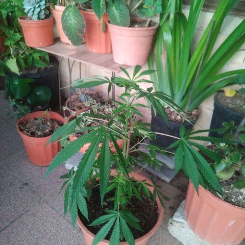 Natural growlog photo: Original 