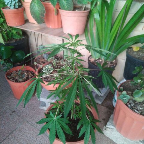 Natural growlog photo: Más alta!!
Pendiente el regado 
