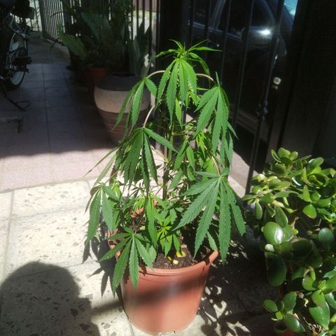 Natural growlog timeline photo