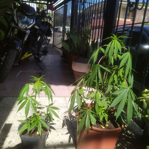 Natural growlog photo: 8 de diciembre 
