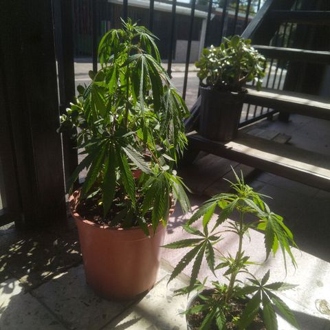Natural growlog photo: 8 de diciembre 