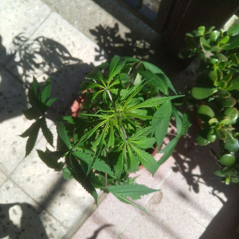 Natural growlog photo: 8 de diciembre 