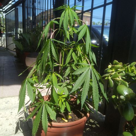 Natural growlog photo: 8 de diciembre 