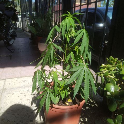 Natural growlog photo: 8 de diciembre 