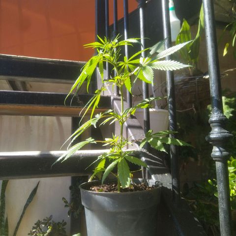 Natural growlog timeline photo