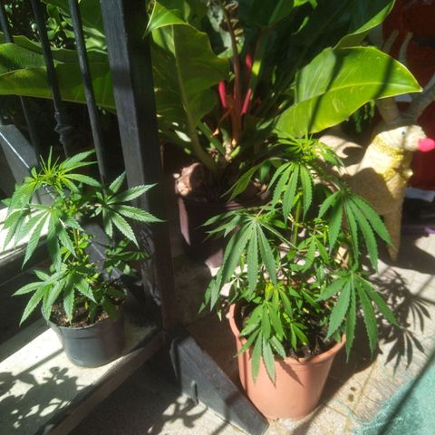 Natural growlog timeline photo