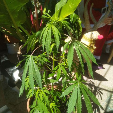 Natural growlog timeline photo