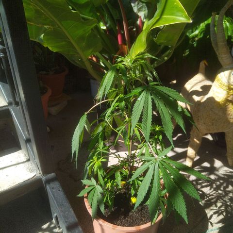 Natural growlog photo: Visita del 9 
