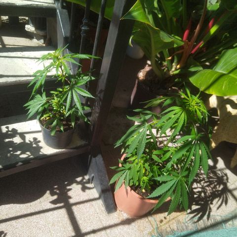 Natural growlog timeline photo