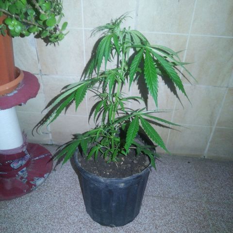 Natural growlog timeline photo