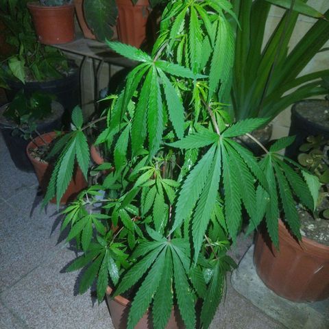 Natural growlog timeline photo