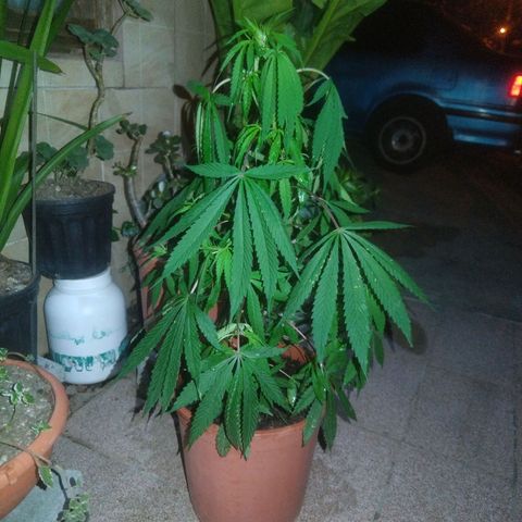 Natural growlog timeline photo