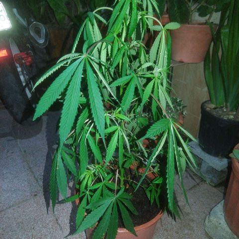 Natural growlog timeline photo