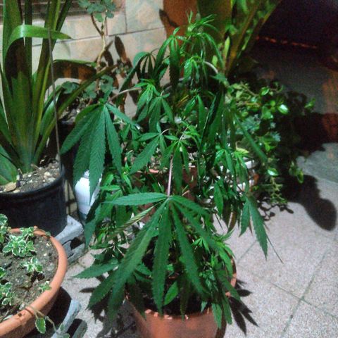 Natural growlog photo: Visita de noche